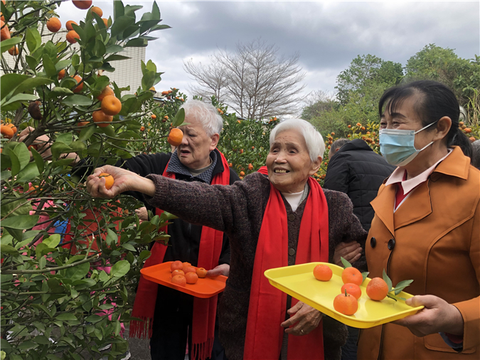 配图7:和老人一起摘年橘,共享丰收喜悦.jpg
